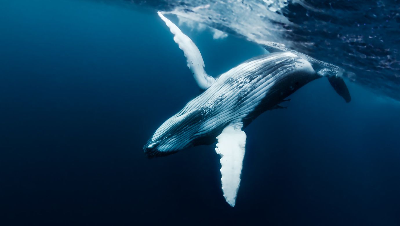 Cardano Whales
