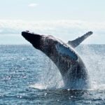 Whale Moves Bitcoin (BTC) Amid FBI Warnings