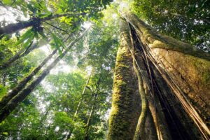 Rainforest raises $8.5M to help software companies embed financial services, payments | TechCrunch