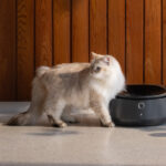 Petlibro’s new smart refrigerated wet food feeder is what your cat deserves | TechCrunch